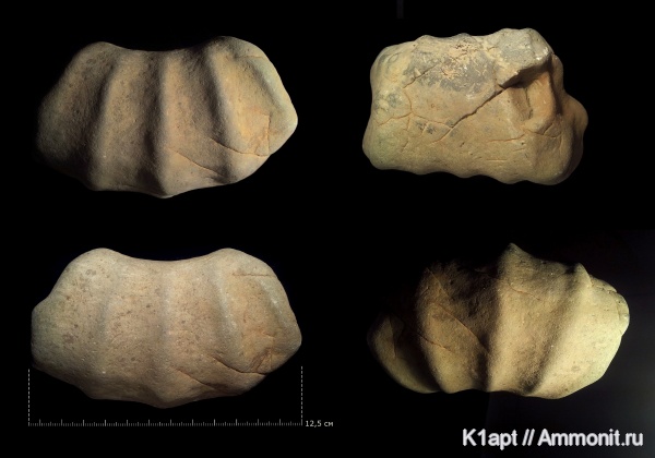 аммониты, мел, гетероморфные аммониты, нижний мел, апт, Ammonites, нижний апт, Tropaeum, Ancyloceratidae, Aptian, Cretaceous, Lower Cretaceous, heteromorph ammonites