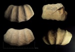 Фрагмент крупного гетероморфного аммонита. Ancyloceratidae