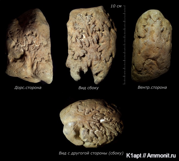 аммониты, мел, гетероморфные аммониты, нижний мел, апт, Ammonites, лопастные линии, нижний апт, Tropaeum, Ancyloceratidae, Aptian, Cretaceous, Lower Cretaceous, heteromorph ammonites