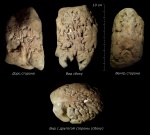 Фрагмент фрагмокона крупного гетероморфного аммонита. Ancyloceratidae