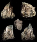 Фрагмент жилой камеры крупного гетероморфа. Ancyloceratidae