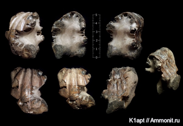 аммониты, мел, нижний мел, апт, ?, Ammonites, лопастные линии, Cheloniceras, Aptian, Cretaceous, Lower Cretaceous