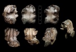 Фрагмент фрагмокона неопределённого аммонита Cheloniceras-Epicheloniceras