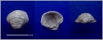 Trautscholdia cordata  (Trautschold, 1860)