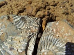 Скопление гастропод Nerineopsis