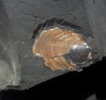 Отпечаток Inoceramus sp.