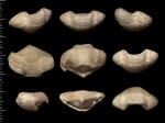 Брахиопода Cretirhynchia retracta
