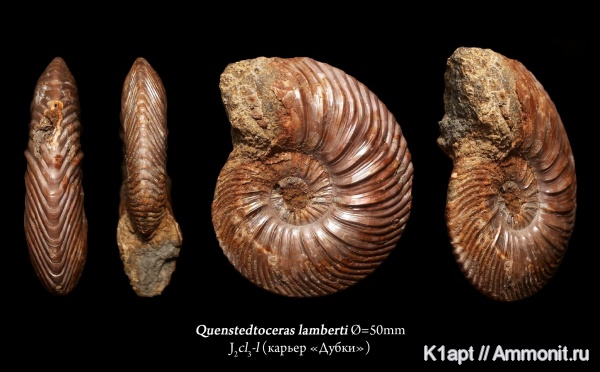 аммониты, юра, келловей, Quenstedtoceras, верхний келловей, Quenstedtoceras lamberti, Дубки, Саратов, Саратовская область, зона Quenstedtoceras lamberti, Cardioceratidae, Ammonites, Quenstedtoceratinae, Callovian, Jurassic, Middle Jurassic