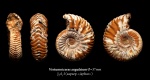 Vertumniceras angulatum