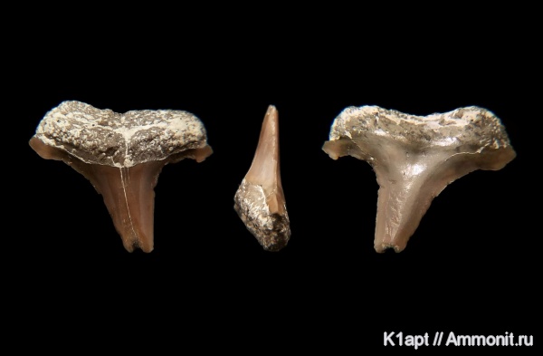 мел, акулы, верхний мел, зубы акул, ?, Саратовская область, кампан, турон, зубы рыб, Turonian, Campanian, Cretaceous, Upper Cretaceous, fish teeth, shark teeth, sharks
