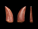 Зуб Dromaeosauridae indet.