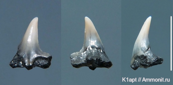 мел, рыбы, зубы, акулы, сеноман, зубы акул, Squatina, Cenomanian, Cretaceous, fish, teeth, shark teeth, sharks