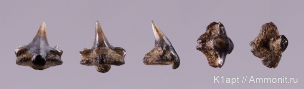 мел, акулы, нижний мел, апт, зубы акул, нижний апт, Cretorectolobus, Aptian, Cretaceous, Lower Cretaceous, shark teeth, sharks