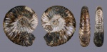 Микроконх Deshayesites bodei (von Koenen, 1902)