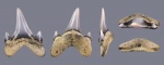 Archaeolamna cf. kopingensis
