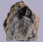 Coleoidea, Mesoteuthoidea (?)