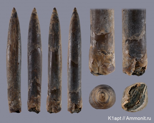 белемниты, мел, нижний мел, апт, Саратовская область, нижний апт, Aptian, belemnites, Oxytheuthis