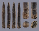 Oxytheuthis sp. (3)