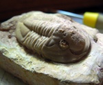 Niobella lindstroemi