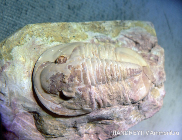 окаменелости, трилобиты, ордовик, Ленинградская область, Fossils, Niobella, Ordovician