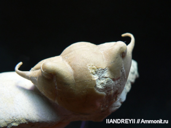 окаменелости, трилобиты, ордовик, известняк, Ленинградская область, Fossils, Ordovician