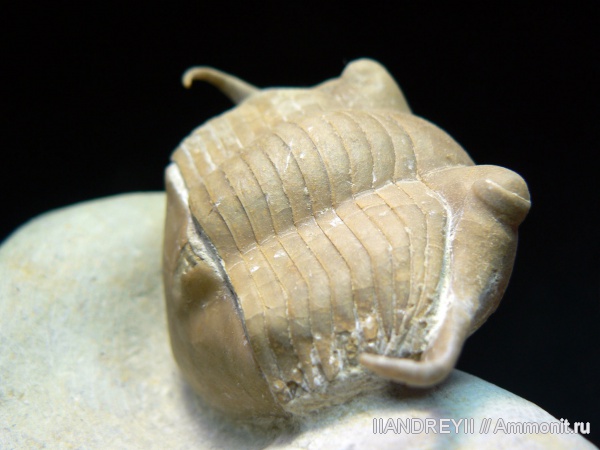 окаменелости, трилобиты, ордовик, известняк, Ленинградская область, Fossils, Ordovician