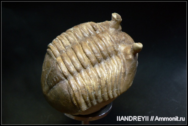 окаменелости, трилобиты, ордовик, Asaphus, известняк, Ленинградская область, Fossils, Ordovician