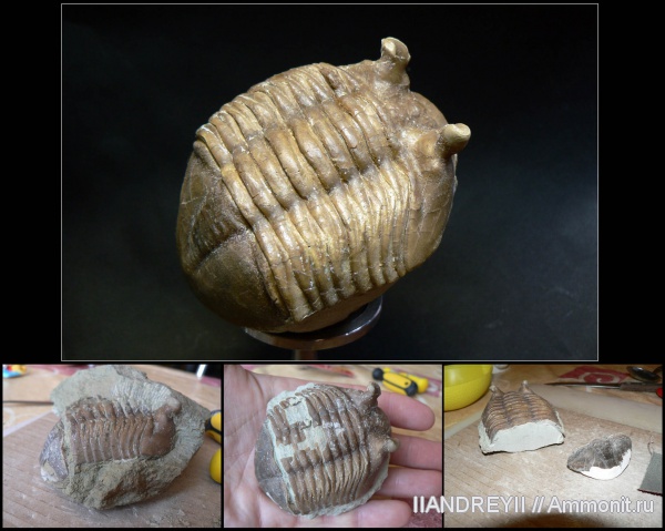 окаменелости, трилобиты, ордовик, Asaphus, известняк, Ленинградская область, Fossils, Ordovician