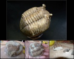 Asaphus cornutus