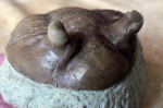 Asaphus cornutus