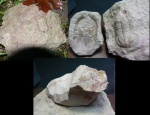Asaphus ???