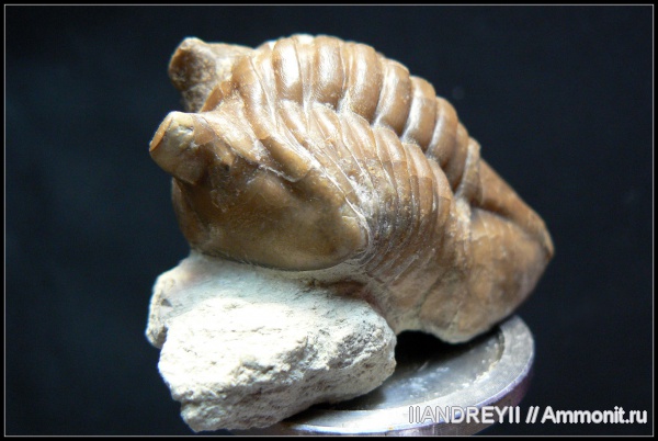 окаменелости, трилобиты, ордовик, известняк, Ленинградская область, Fossils, Ordovician