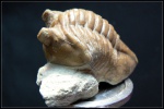 Asaphus