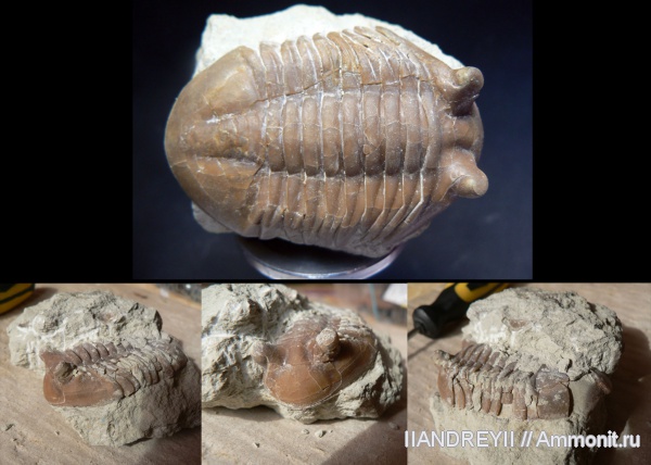 окаменелости, трилобиты, ордовик, Asaphus, известняк, Ленинградская область, Fossils, Ordovician