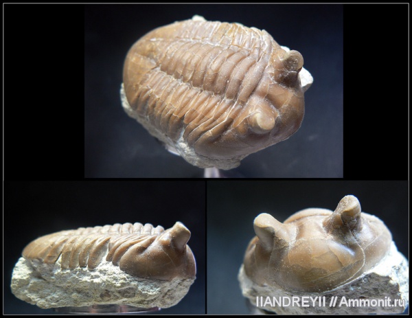 окаменелости, трилобиты, ордовик, известняк, Ленинградская область, Fossils, Ordovician