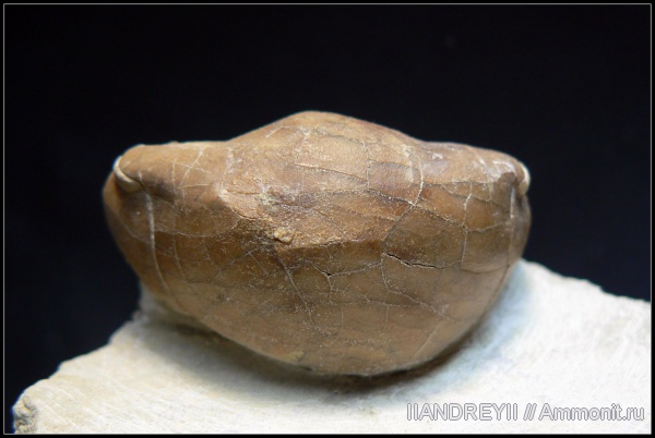 окаменелости, трилобиты, ордовик, известняк, Ленинградская область, Fossils, Ordovician