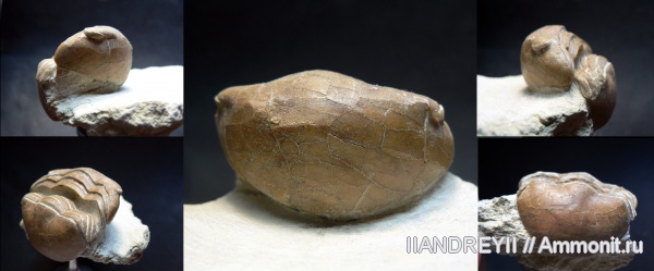 окаменелости, трилобиты, ордовик, известняк, Ленинградская область, Fossils, Ordovician