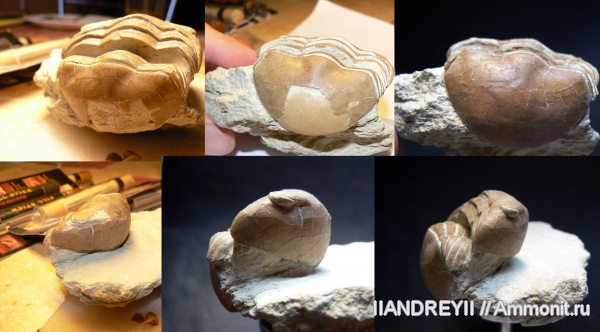 окаменелости, трилобиты, ордовик, известняк, Ленинградская область, Fossils, Ordovician