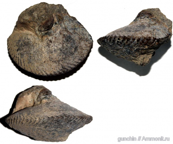 аммониты, нижний келловей, келловей, Самарская область, Chamoussetia, Cadoceratinae, Cardioceratidae, Ammonites, Callovian, Middle Jurassic, Lower Callovian