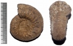 Аммонит Kepplerites