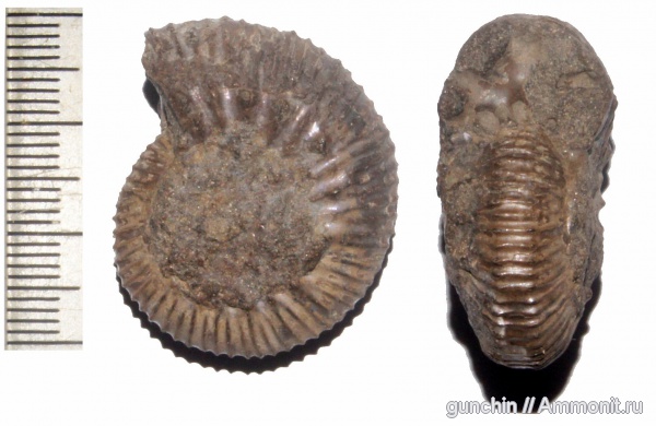 аммониты, нижний келловей, келловей, Самарская область, Kepplerites, Kosmoceratidae, Ammonites, Kepplerites gowerianus, Callovian, Middle Jurassic, Lower Callovian