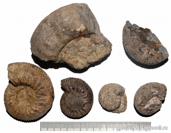 аммониты, нижний келловей, келловей, Самарская область, Kepplerites, Kosmoceratidae, Ammonites, Callovian, Middle Jurassic, Lower Callovian