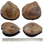 Mactromya