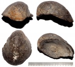 Ядро Gryphaea ?russiensis Ядро Gryphaea ?russiensis