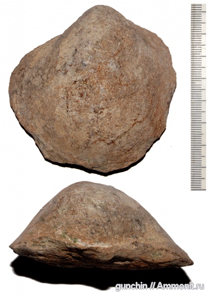 двустворчатые моллюски, Самарская область, Gryphaea, Gryphaea lucerna