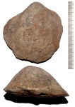 Ядро устрицы Gryphaea lucerna
