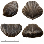 Rhynchonellida