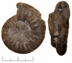 Proplanulites