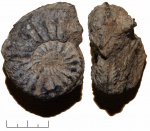 Cardioceras Cardioceras