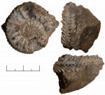 Cardioceras Cardioceras